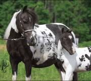 Американская миниатюрная лошадь (American Miniature Horse)