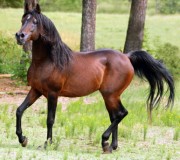 Арабская чистокровная порода лошадей (Arabian)