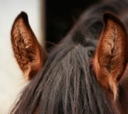Уши лошади