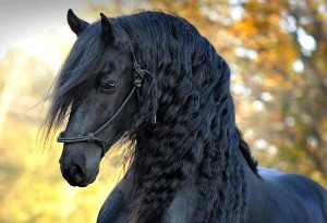 Friedrich-the-most-beautiful-horse-in-the-world-13