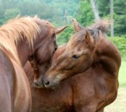 Как общаются лошади между собой