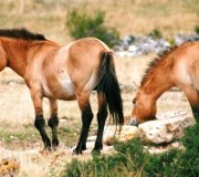Лошадь Пржевальского