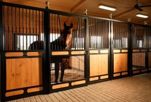 horse-in-stall-46version2
