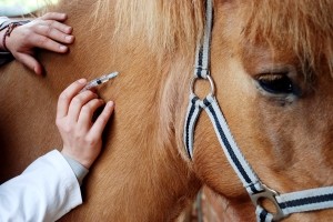 inenten-paard