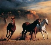Классификация лошадей по признакам