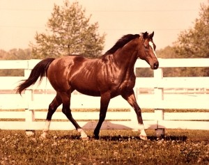 northen-dancer-thoroughbred