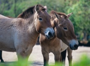 tarpans-different-domestic-horses-orig