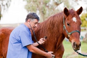 veterinar-lechenie-loshadej-zherebjat-kobyl-zherebcov-3