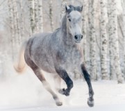 Советы по уходу за лошадью зимой