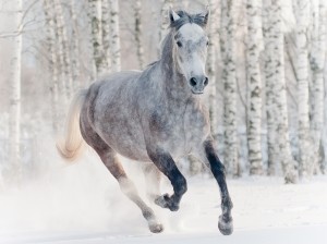 winter-horse2