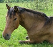 Здоровье лошади 
